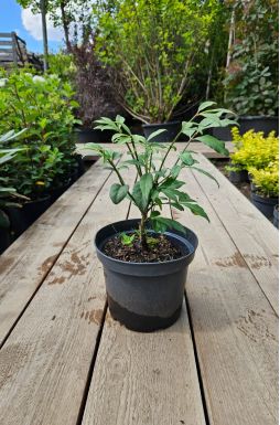 Бересклет крылатый Компактус (Compactus)