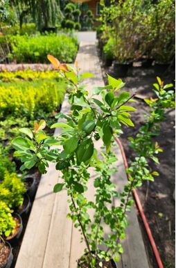 Айва японская в ассортименте