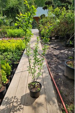 Айва японская в ассортименте