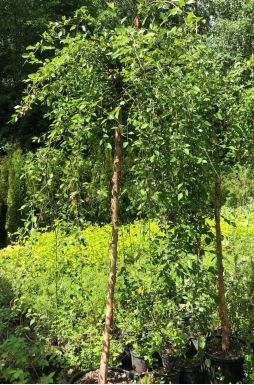 Берёза черная Саммер Каскад (Summer Cascade)