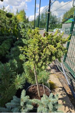 Ель обыкновенная Пуш на штамбе (Pusch Pa)